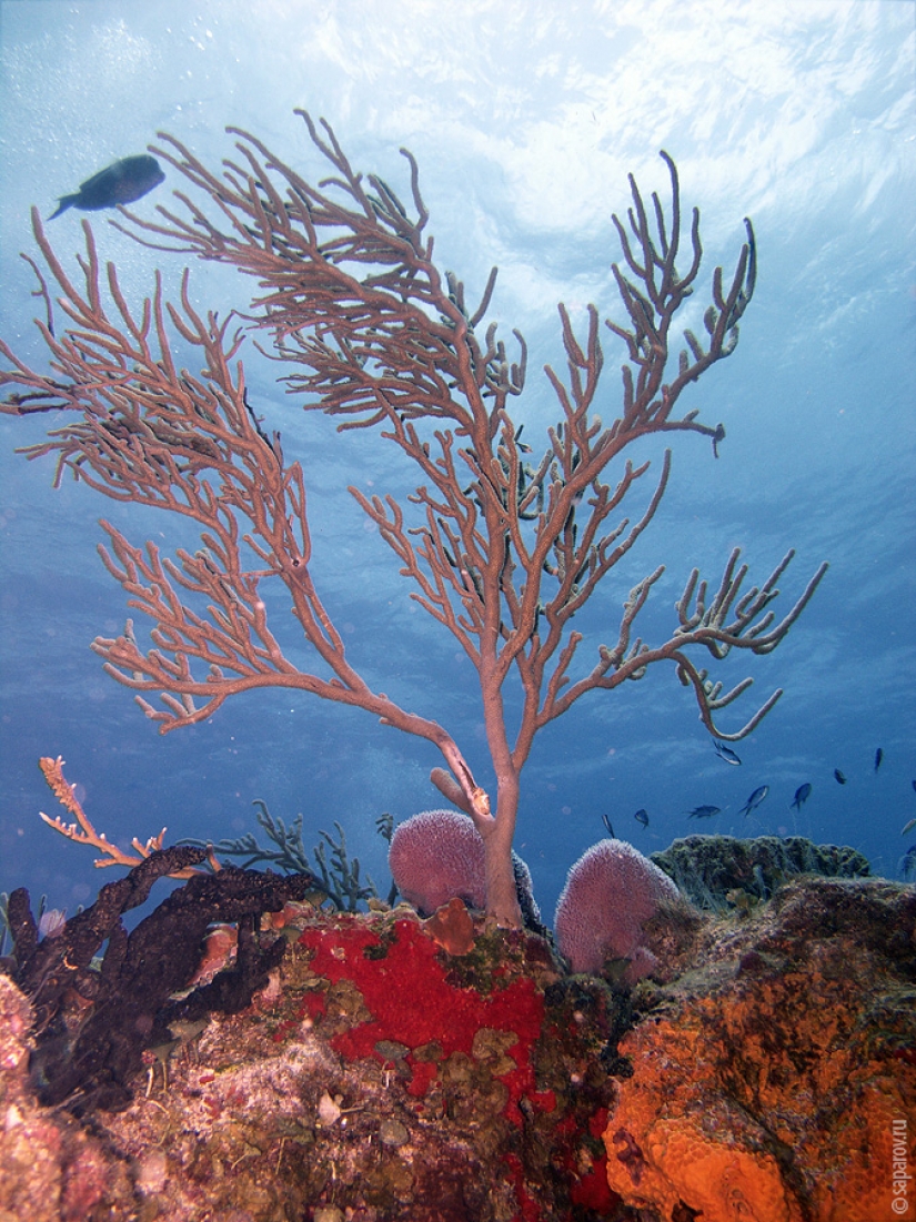 Buceo en la isla de Cozumel Buceo en la isla de Cozumel