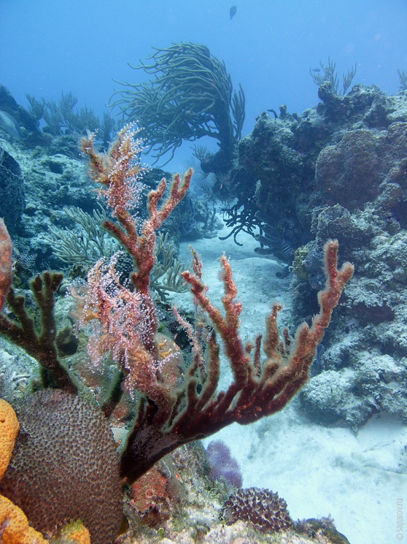 Buceo en la isla de Cozumel Buceo en la isla de Cozumel