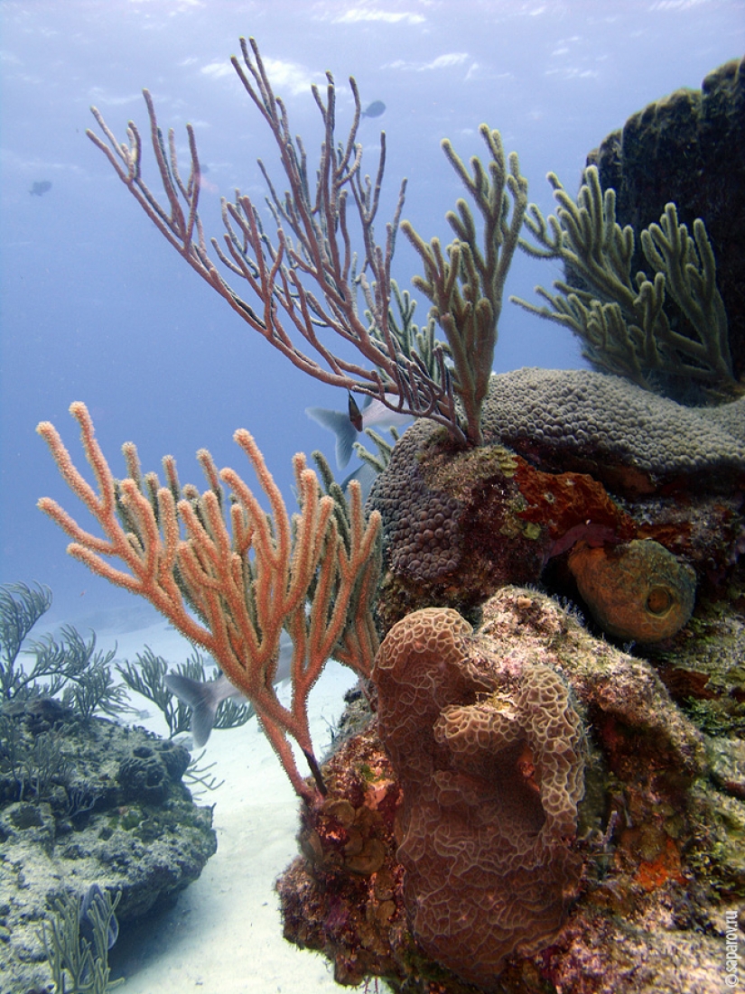 Buceo en la isla de Cozumel Buceo en la isla de Cozumel