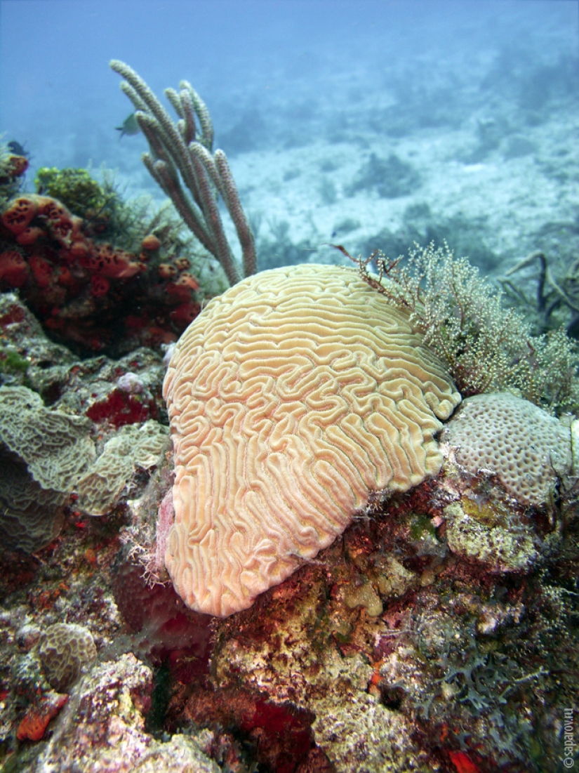 Buceo en la isla de Cozumel Buceo en la isla de Cozumel