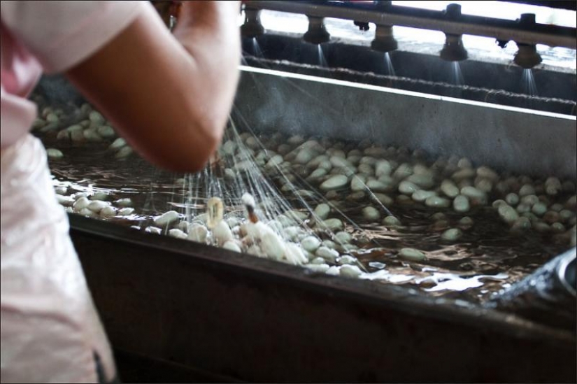 Cómo obtener el hilo de seda Cómo obtener el hilo de seda