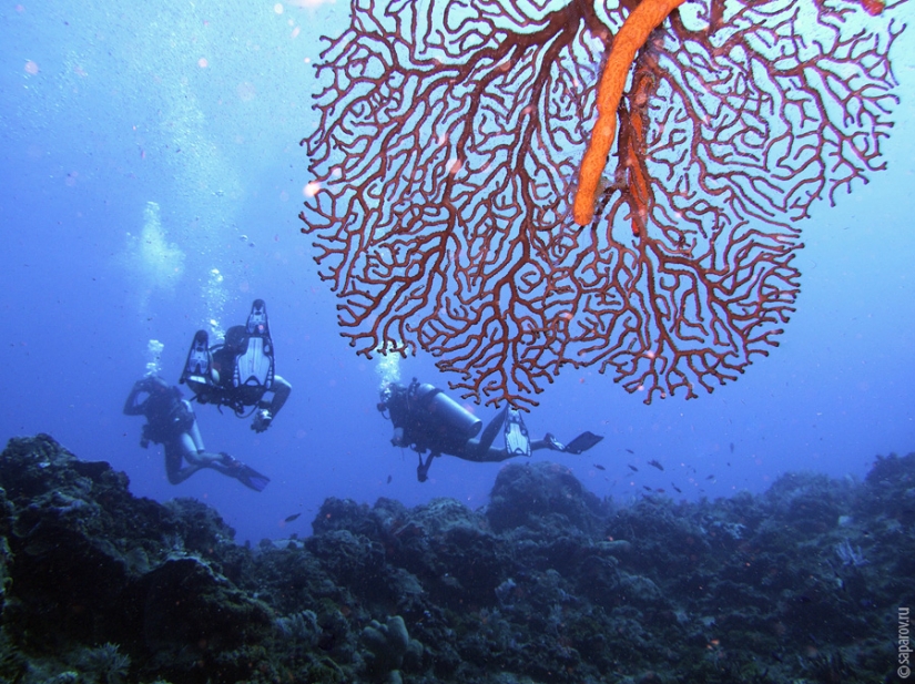 Diving on the island of Cozumel Diving on the island of Cozumel