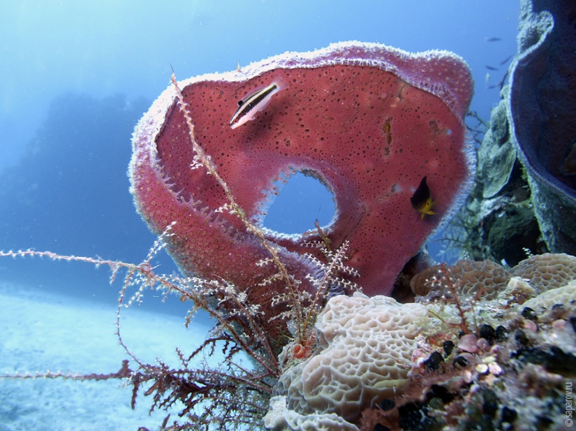 Diving on the island of Cozumel Diving on the island of Cozumel
