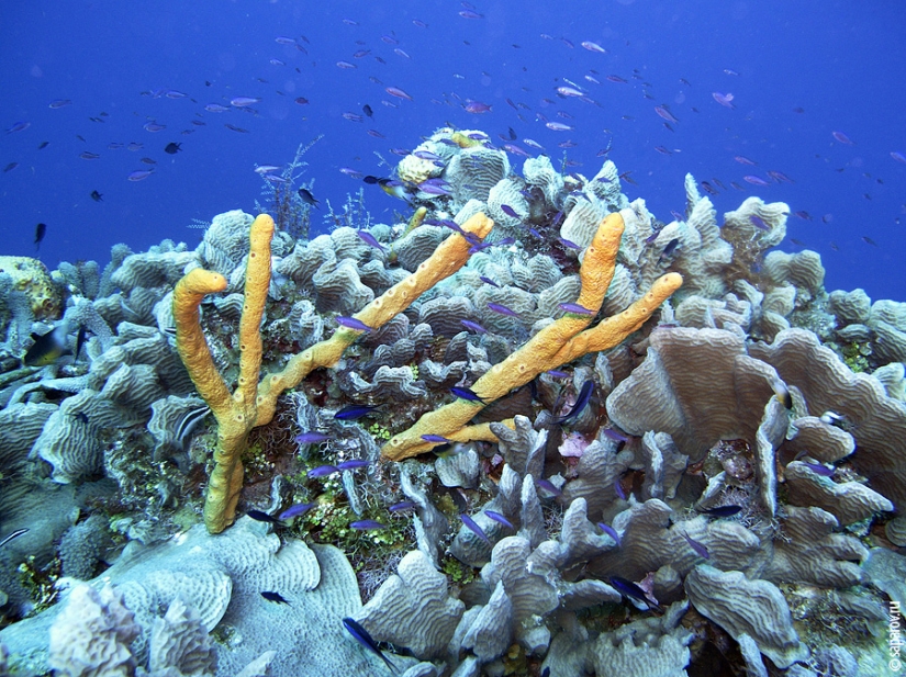 Diving on the island of Cozumel Diving on the island of Cozumel