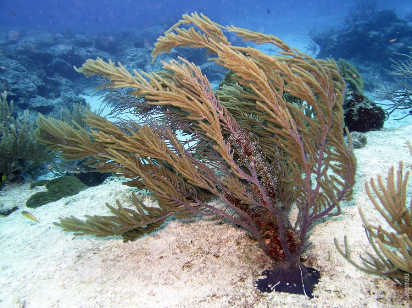 Diving on the island of Cozumel Diving on the island of Cozumel