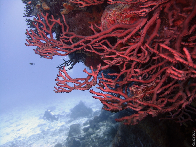 Diving on the island of Cozumel Diving on the island of Cozumel