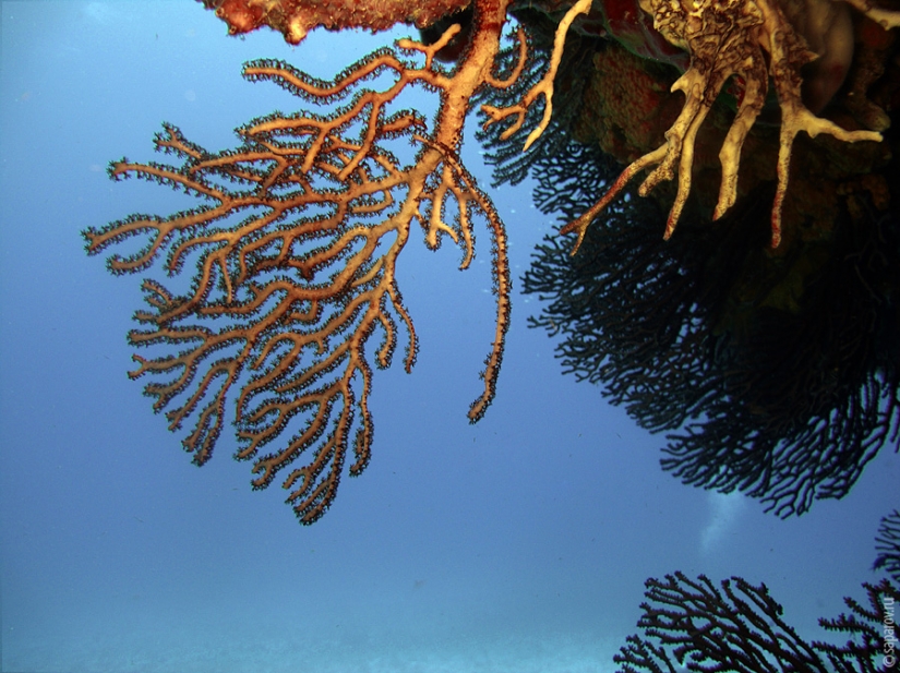 Diving on the island of Cozumel Diving on the island of Cozumel