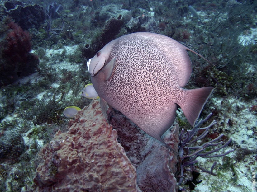 Diving on the island of Cozumel Diving on the island of Cozumel