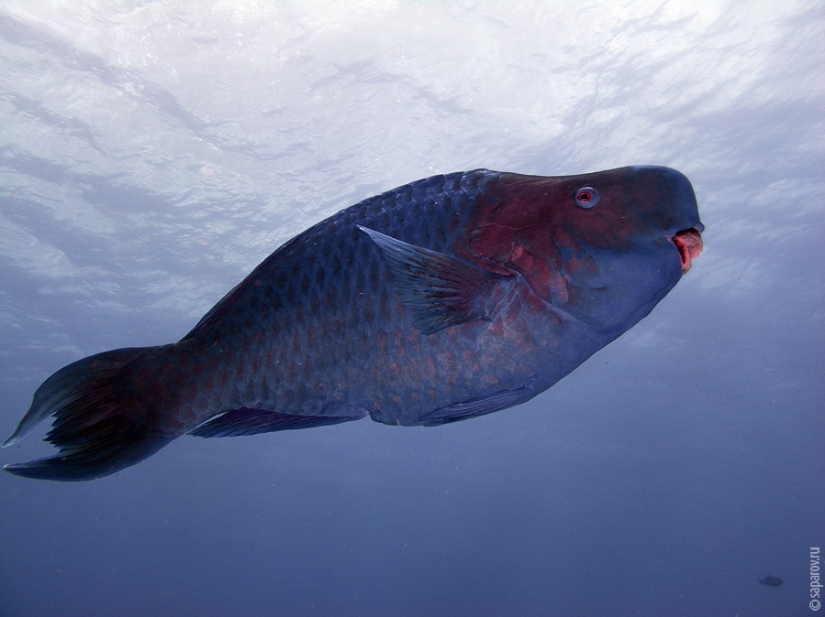 Diving on the island of Cozumel Diving on the island of Cozumel