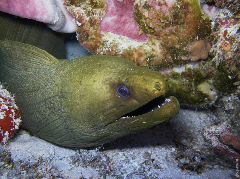 Diving on the island of Cozumel Diving on the island of Cozumel