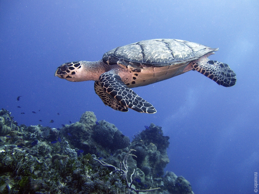 Diving on the island of Cozumel Diving on the island of Cozumel