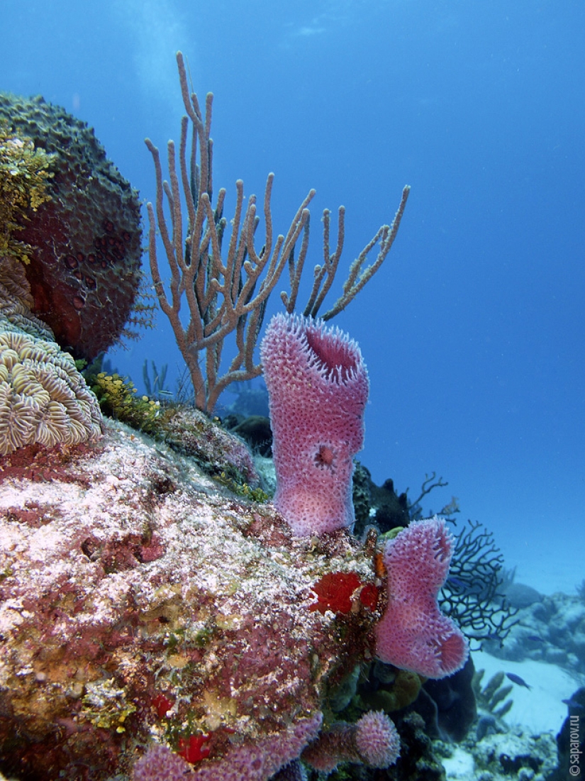 Diving on the island of Cozumel Diving on the island of Cozumel