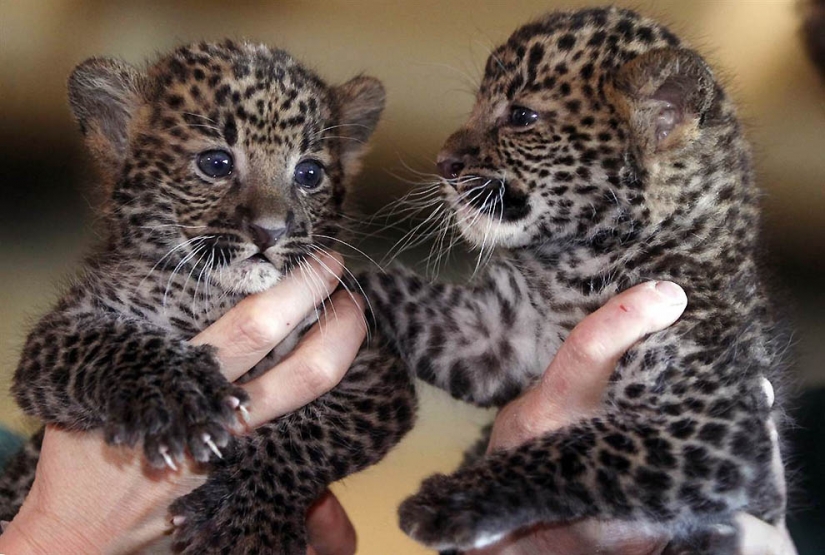 Hermanos nuestros más pequeños