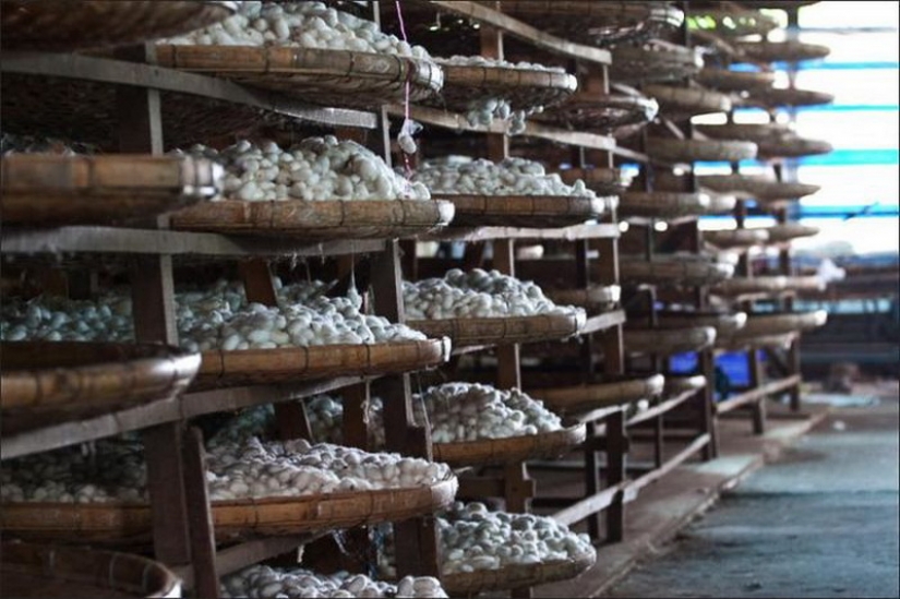 How to get silk thread How to get silk thread