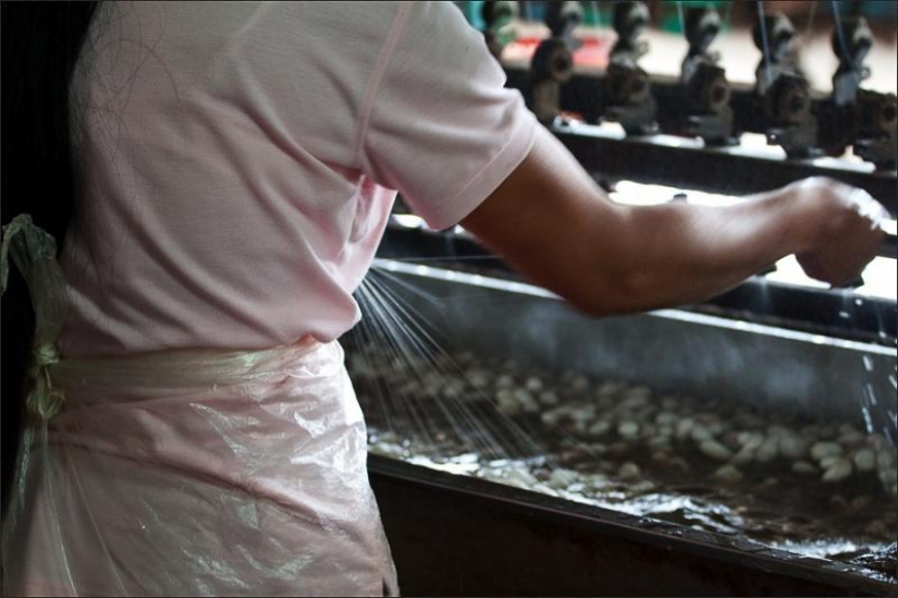 How to get silk thread How to get silk thread