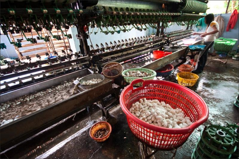 How to get silk thread How to get silk thread