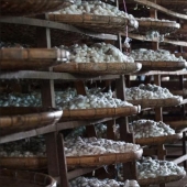 How to get silk thread How to get silk thread