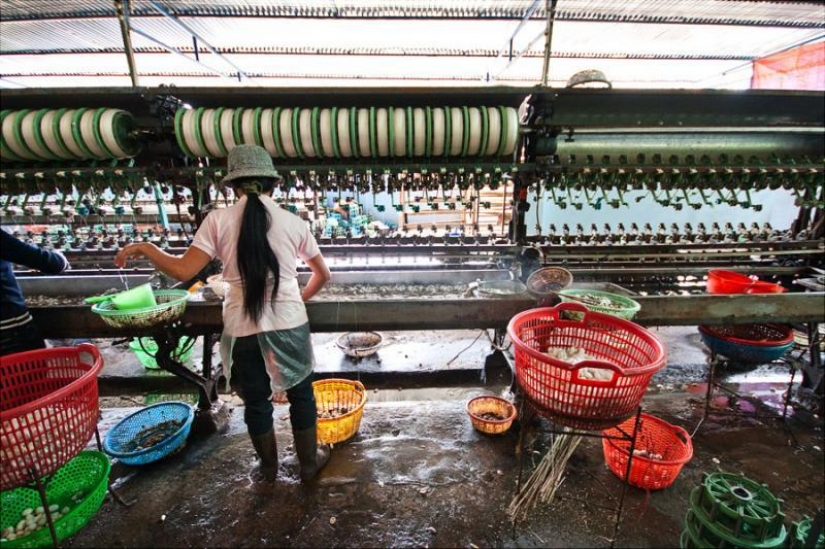 How to get silk thread How to get silk thread