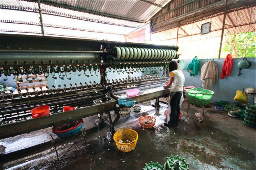 How to get silk thread How to get silk thread