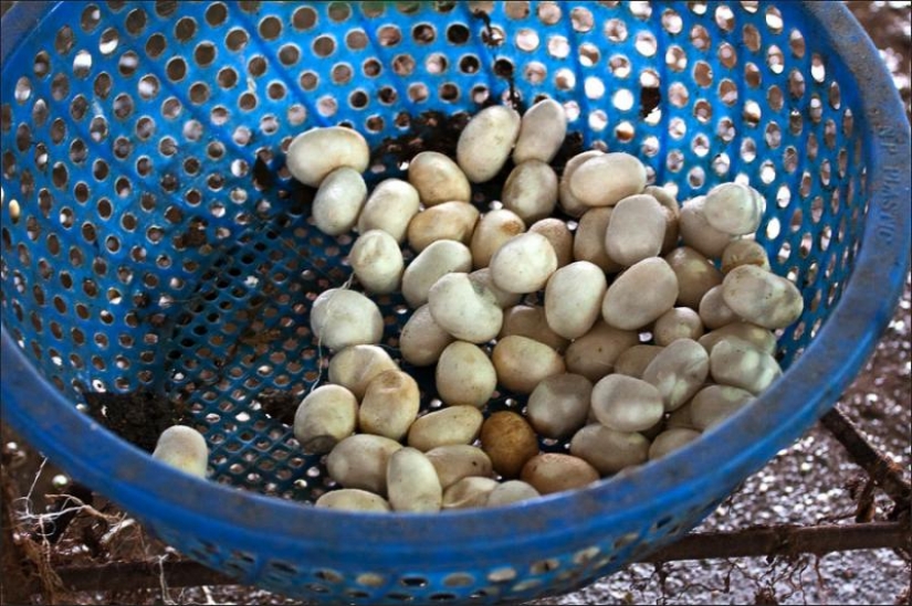 How to get silk thread How to get silk thread