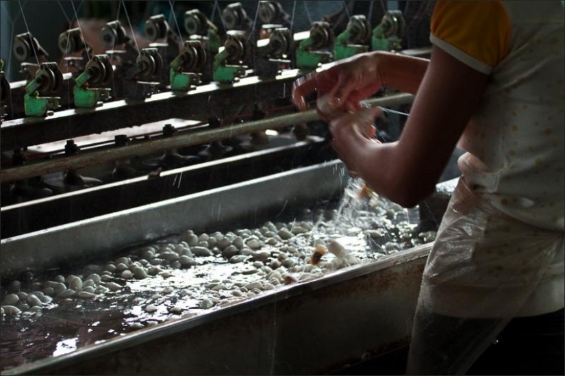 How to get silk thread How to get silk thread