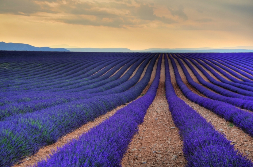 Increíble los campos de lavanda en todo el mundo Increíble los campos de lavanda en todo el mundo