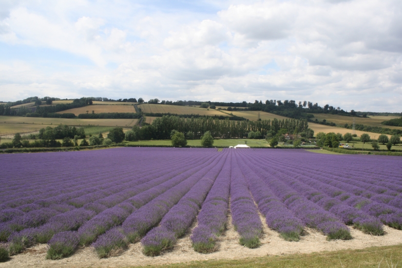 Increíble los campos de lavanda en todo el mundo Increíble los campos de lavanda en todo el mundo