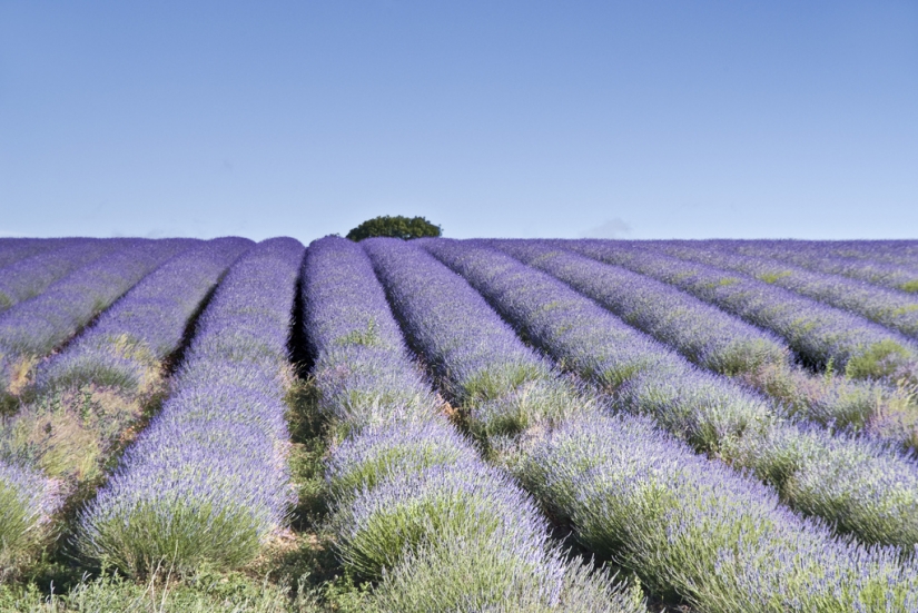 Increíble los campos de lavanda en todo el mundo Increíble los campos de lavanda en todo el mundo