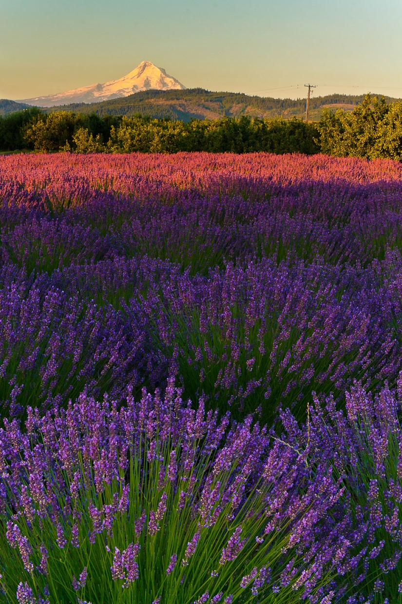 Increíble los campos de lavanda en todo el mundo Increíble los campos de lavanda en todo el mundo
