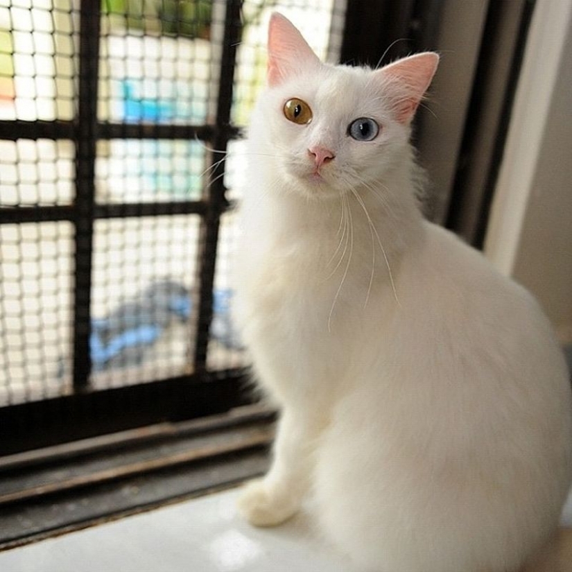 Odd-eyed cats Odd-eyed cats