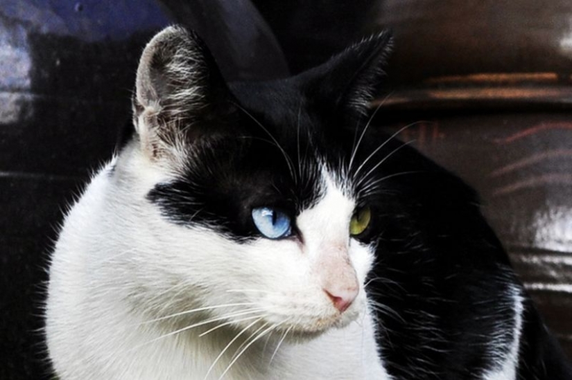 Odd-eyed cats Odd-eyed cats