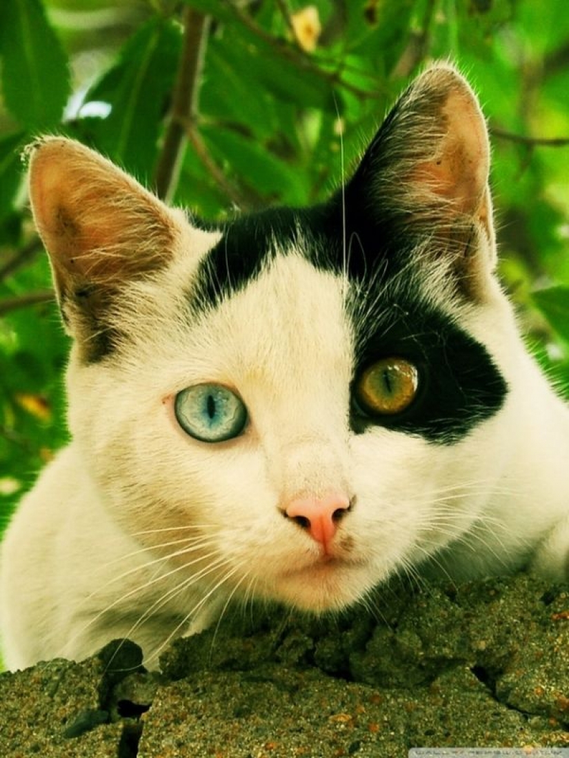 Odd-eyed cats Odd-eyed cats