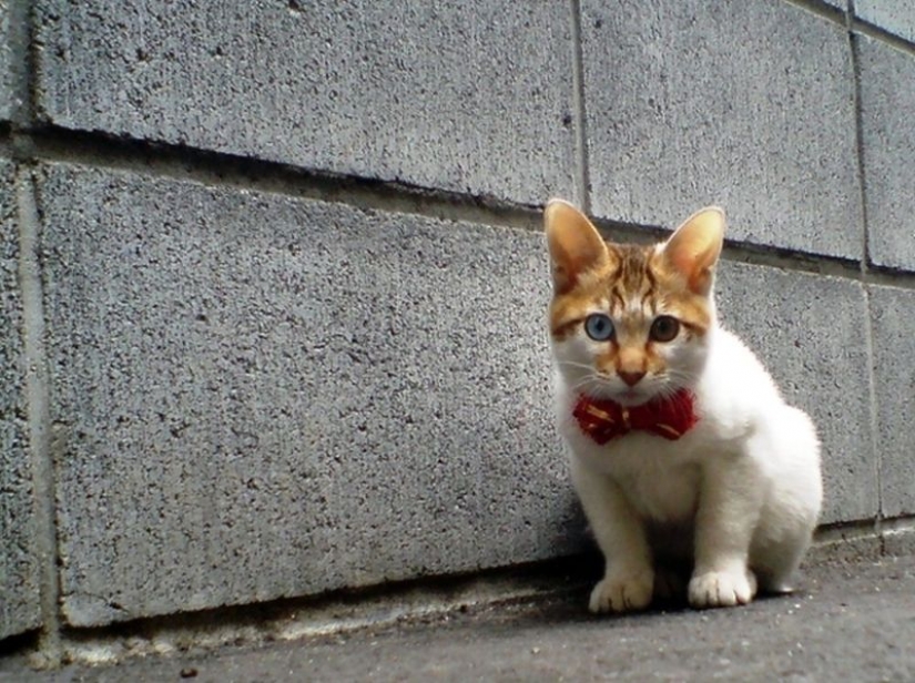 Odd-eyed cats Odd-eyed cats