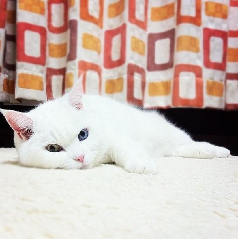 Odd-eyed cats Odd-eyed cats