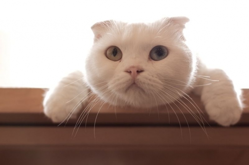 Odd-eyed cats Odd-eyed cats