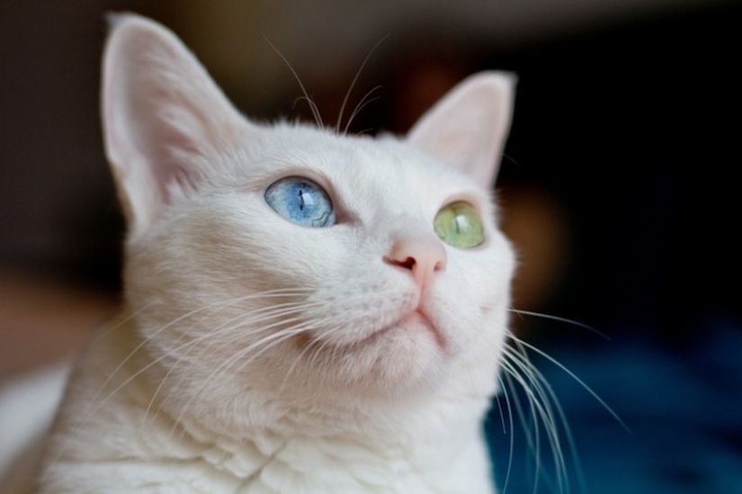 Odd-eyed cats Odd-eyed cats