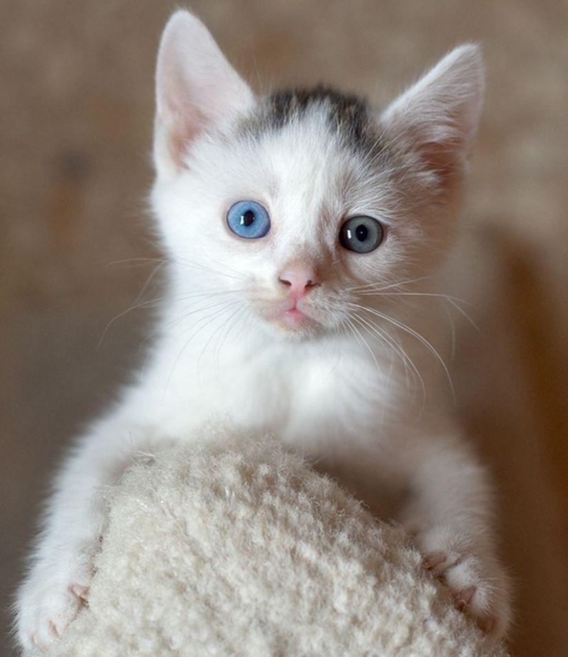 Odd-eyed cats Odd-eyed cats