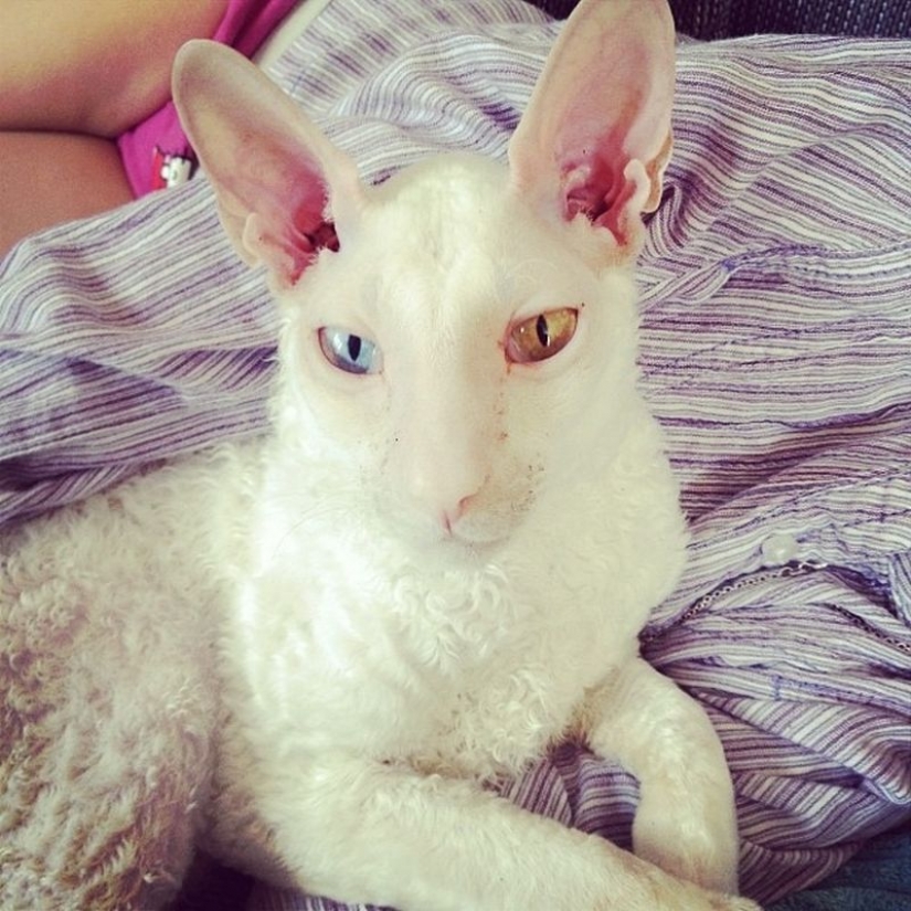 Odd-eyed cats Odd-eyed cats