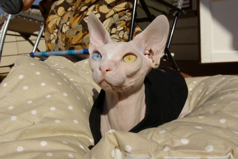 Odd-eyed cats Odd-eyed cats