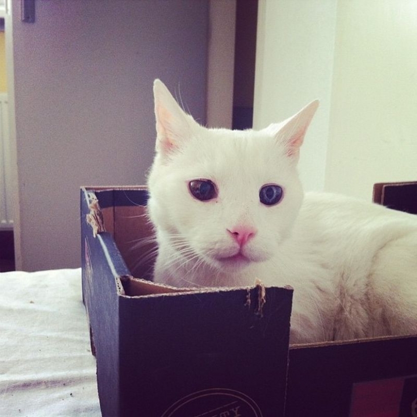 Odd-eyed cats Odd-eyed cats