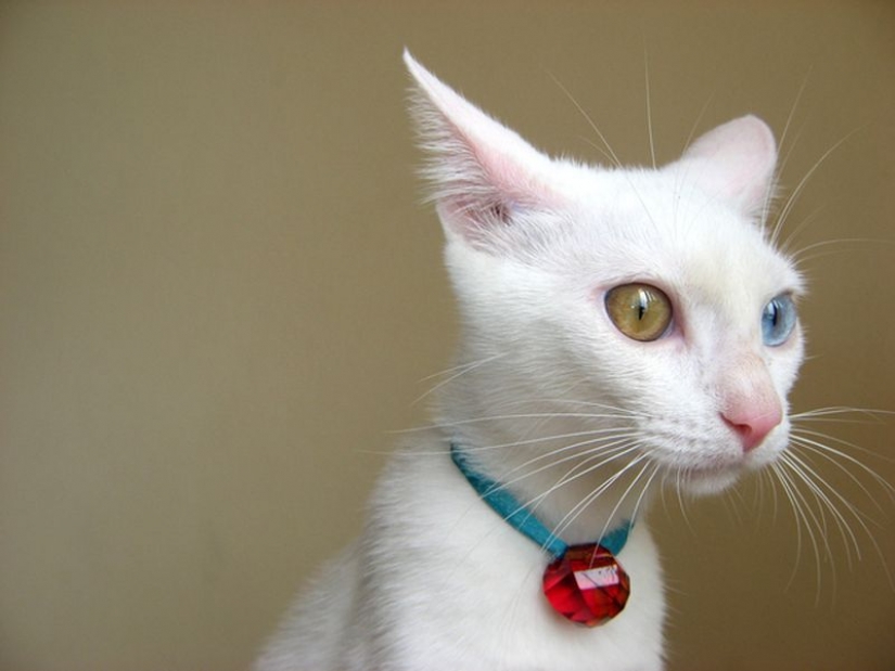 Odd-eyed cats Odd-eyed cats