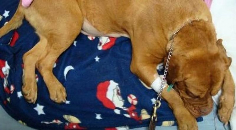 El contrabando de drogas en el interior de los perros...