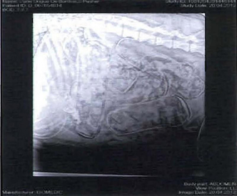 El contrabando de drogas en el interior de los perros...