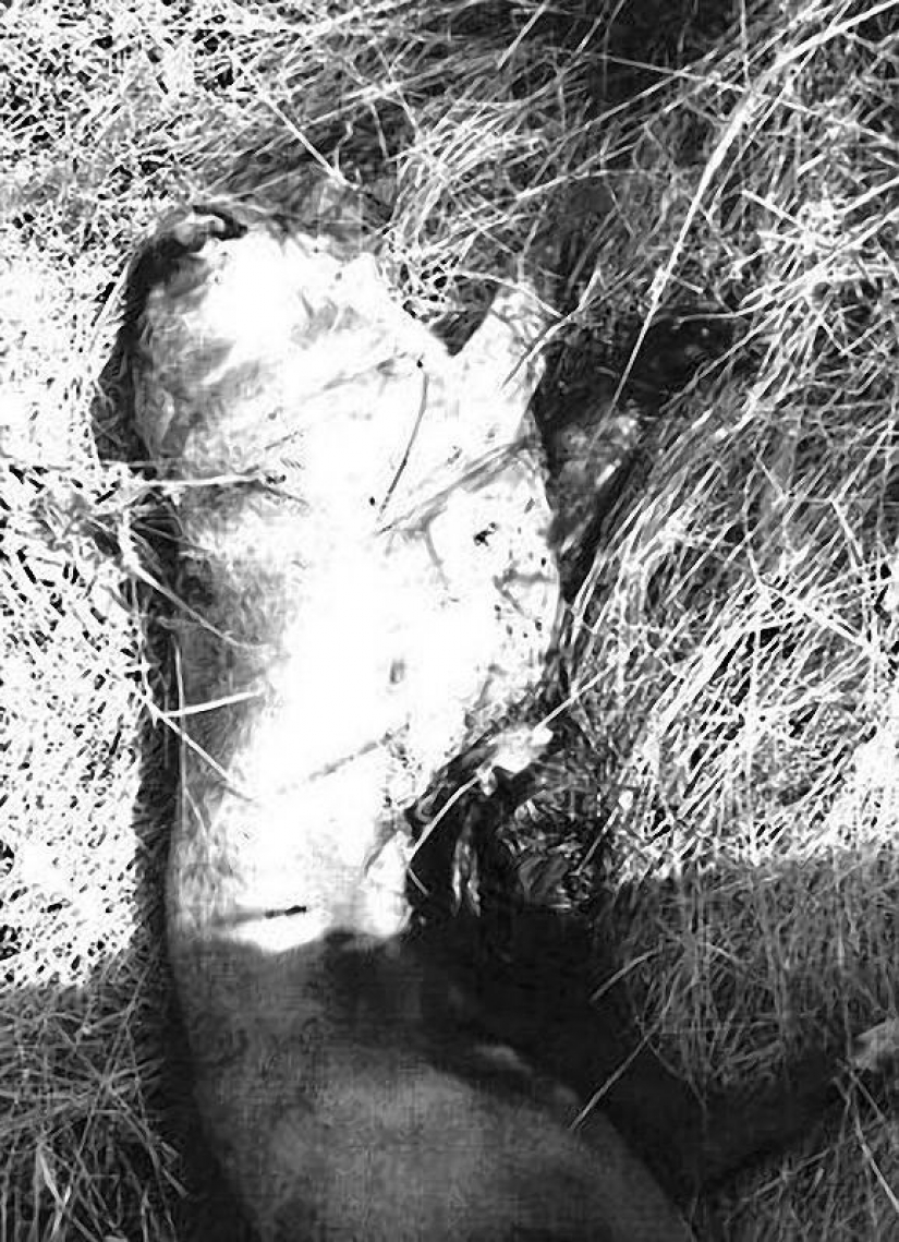 El contrabando de drogas en el interior de los perros...