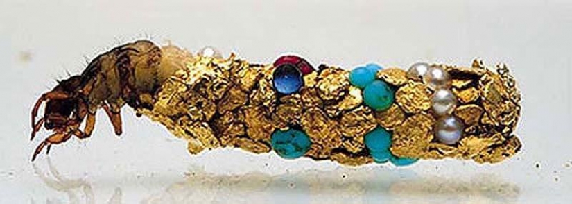 Inusual casas de caddis Inusual casas de caddis