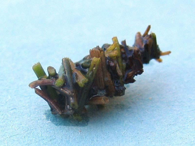Inusual casas de caddis Inusual casas de caddis