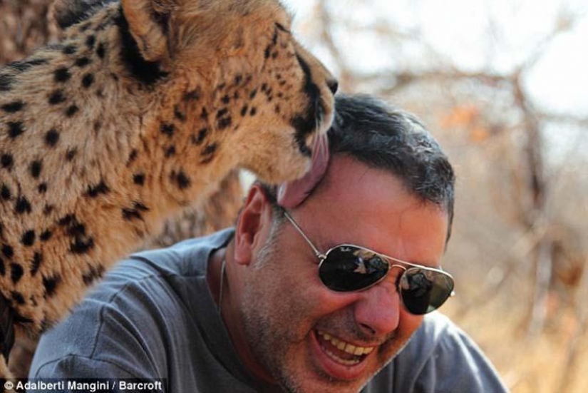 Le gusta caminar con un león o un Guepardo? Luego de aprender! Le gusta caminar con un león o un Guepardo? Luego de aprender!