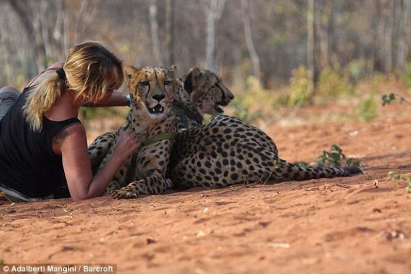 Le gusta caminar con un león o un Guepardo? Luego de aprender! Le gusta caminar con un león o un Guepardo? Luego de aprender!