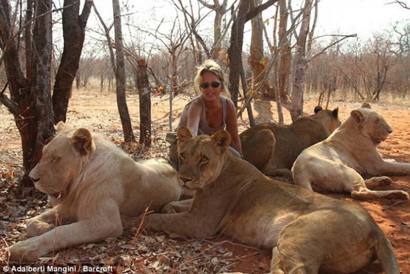 Le gusta caminar con un león o un Guepardo? Luego de aprender! Le gusta caminar con un león o un Guepardo? Luego de aprender!