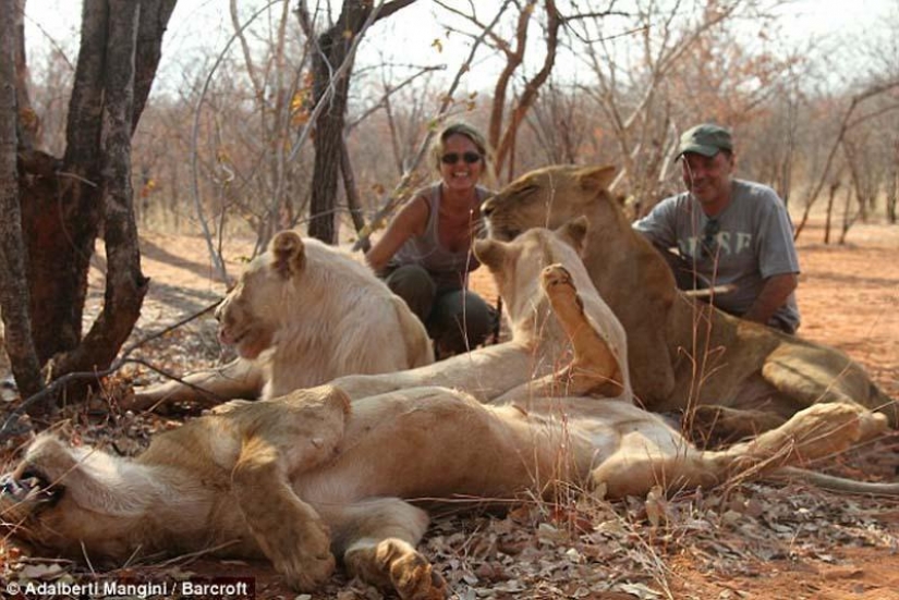 Le gusta caminar con un león o un Guepardo? Luego de aprender! Le gusta caminar con un león o un Guepardo? Luego de aprender!